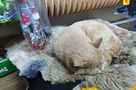 В магазине канцтоваров и игрушек на улице Ленина поселился кот