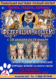 Уникальная зоовыставка «Федерация кошек» из Санкт-Петербурга