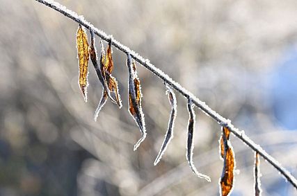 Экстренное предупреждение о заморозках в Белгородской области выпустило МЧС