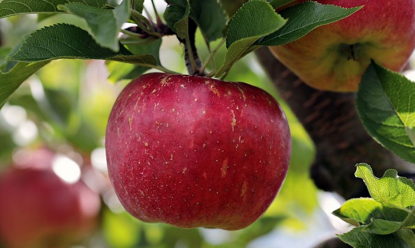 Про Яблочный Спас, обычаи, суеверия и молодильные яблоки