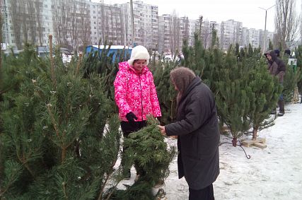 В Старом Осколе поступили в продажу хвойные символы Нового года