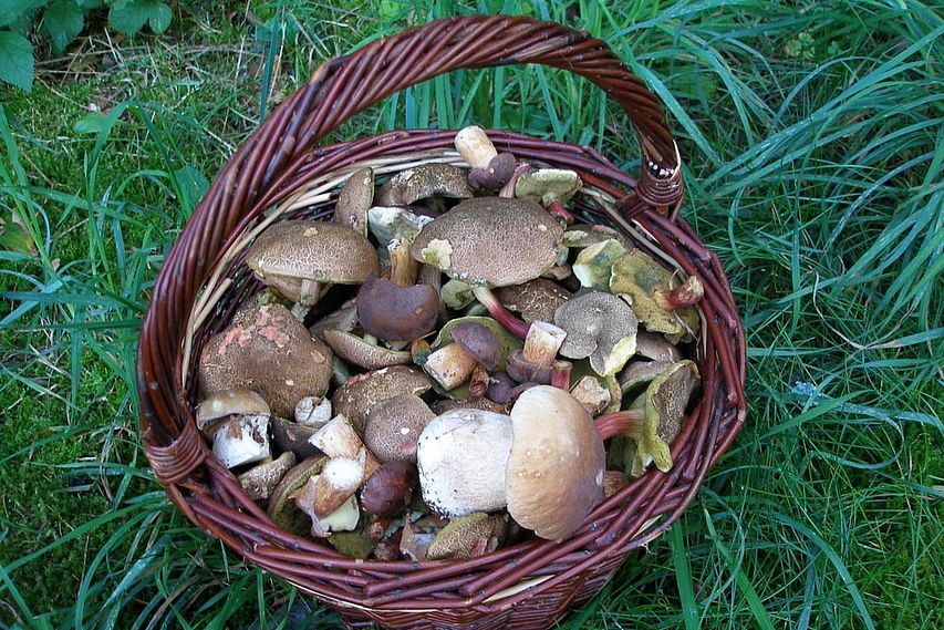 Сезон отравлений грибами в Старом Осколе открыт