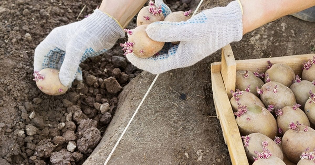 Когда будем сажать картошку в этом году Когда будем сажать картошку в этом году