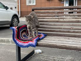 Оскольский уют для бездомных котиков