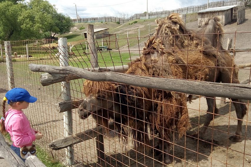На директора старооскольского зоопарка завели уголовное дело из-за буйного верблюда