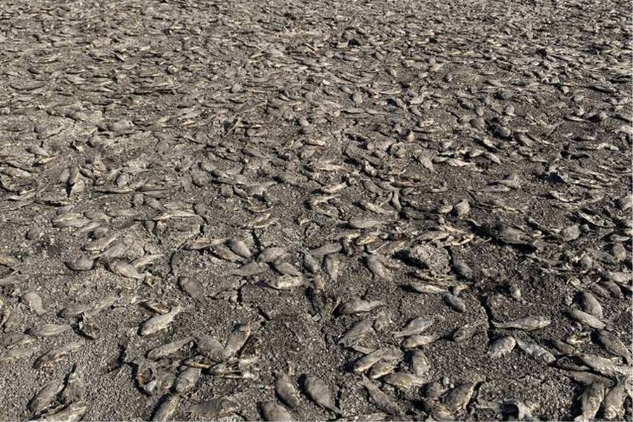 Староосколец перекрыл ручей и погубил более трёх тысяч карасей