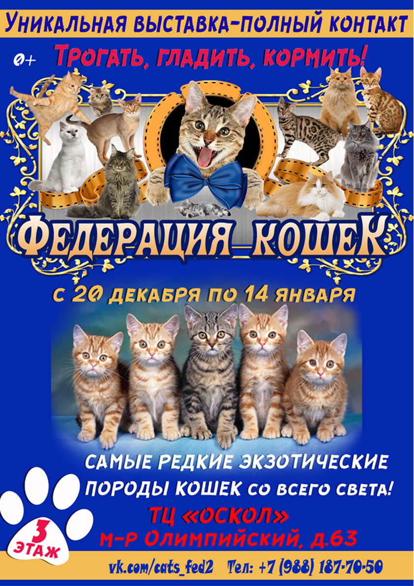 Уникальная зоовыставка «Федерация кошек» из Санкт-Петербурга