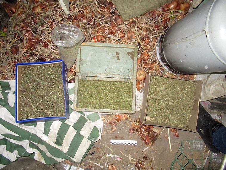 Двух братьев из Старого Оскола осудили на 10 и 11 лет строгого режима за производство марихуаны