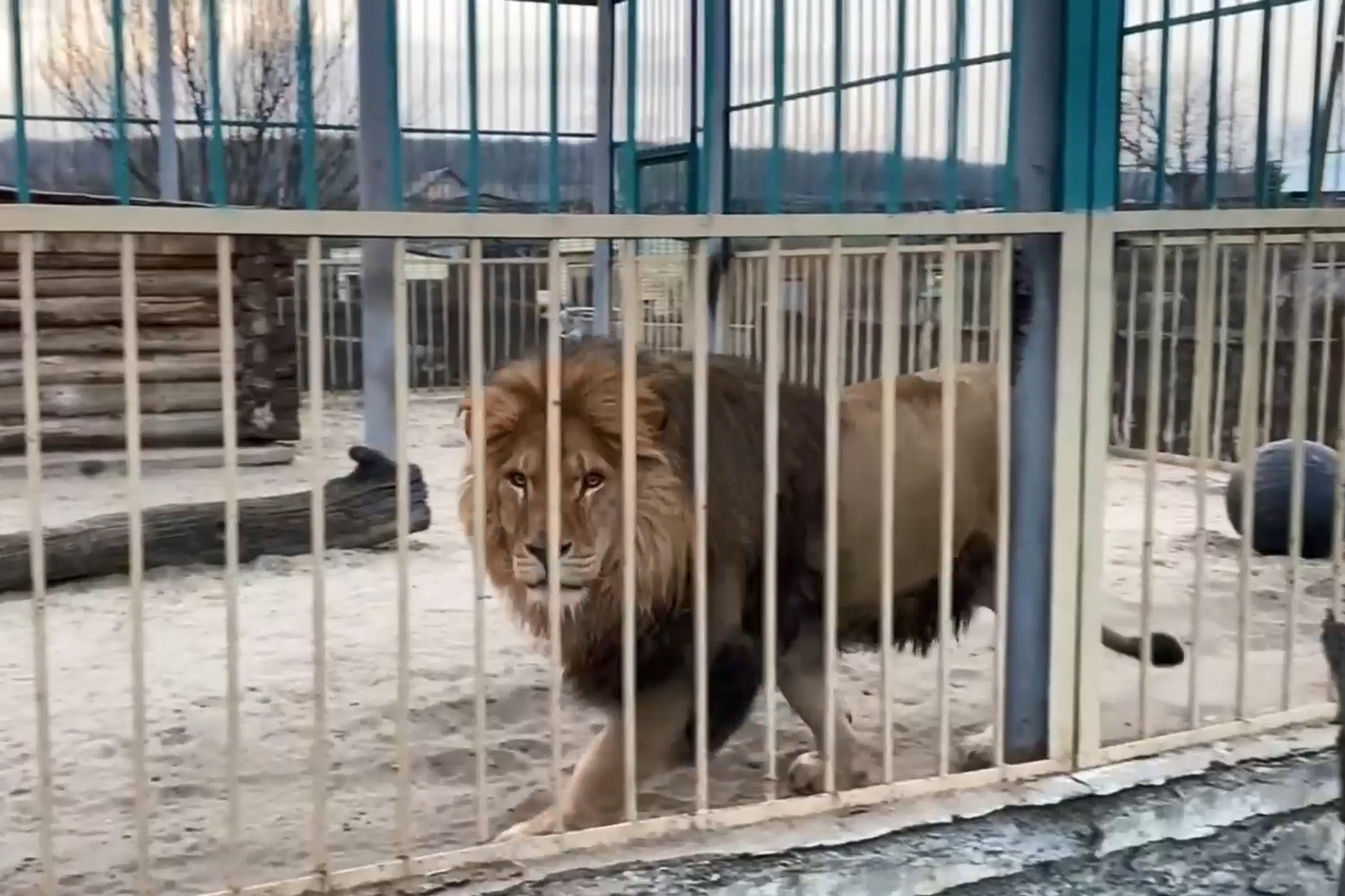 Льва Тиграна перевезут из старооскольского зоопарка в другой город