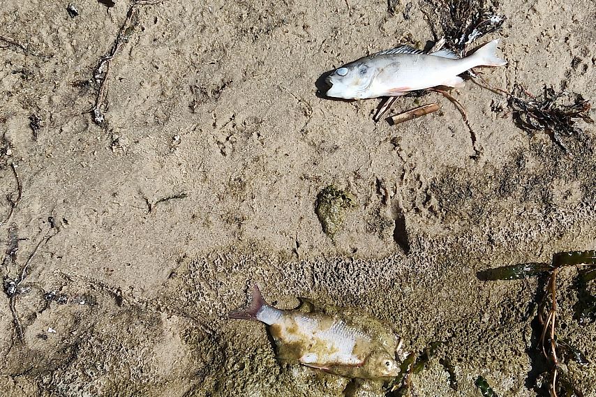 Рыба в Старооскольском водохранилище оказалась заражена паразитами