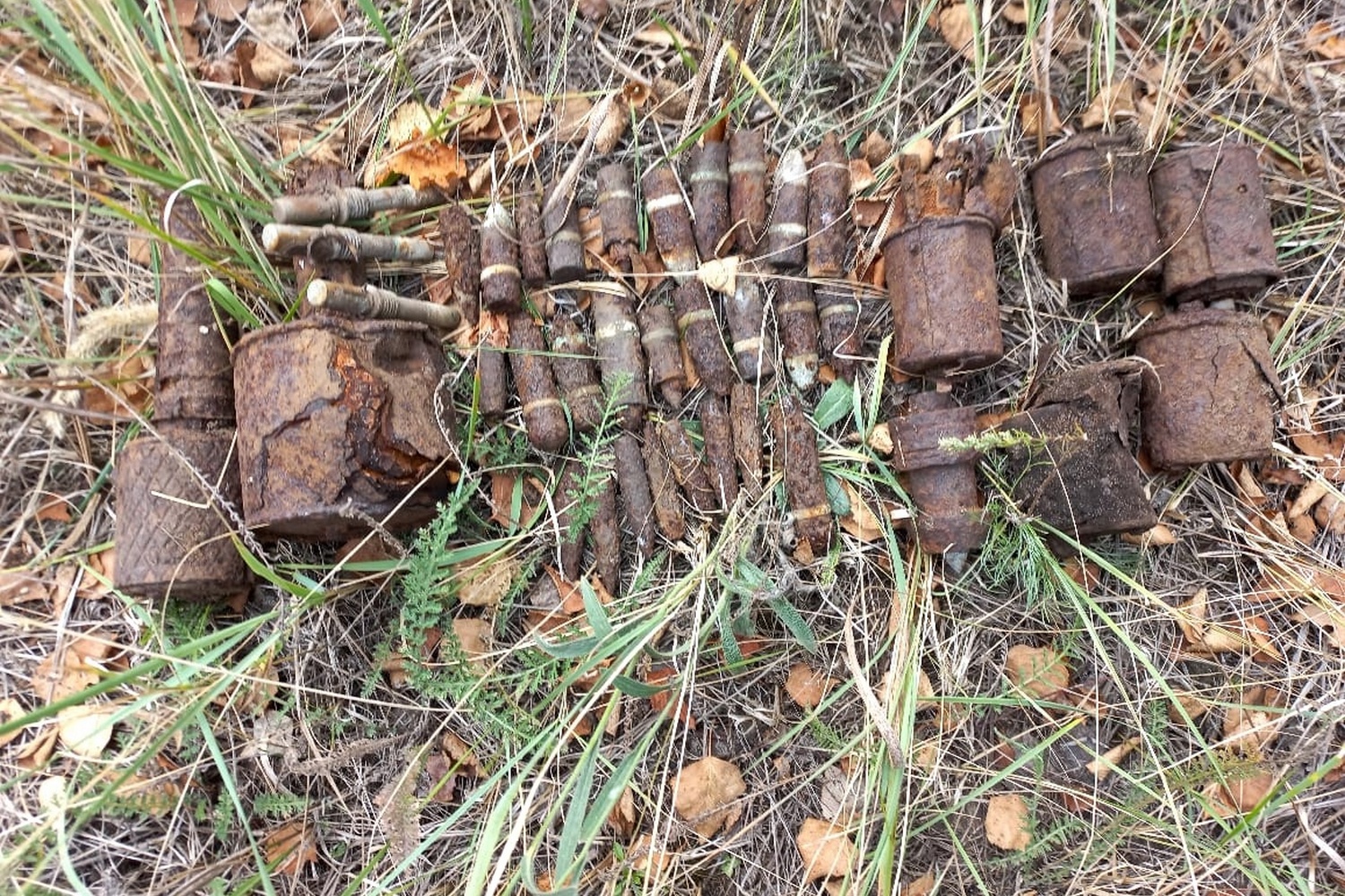 Старооскольские грибники нашли в лесу склад боеприпасов