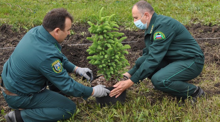 Жители Белгородской области  высадили в рамках акции «Сохраним лес» 6 млн деревьев