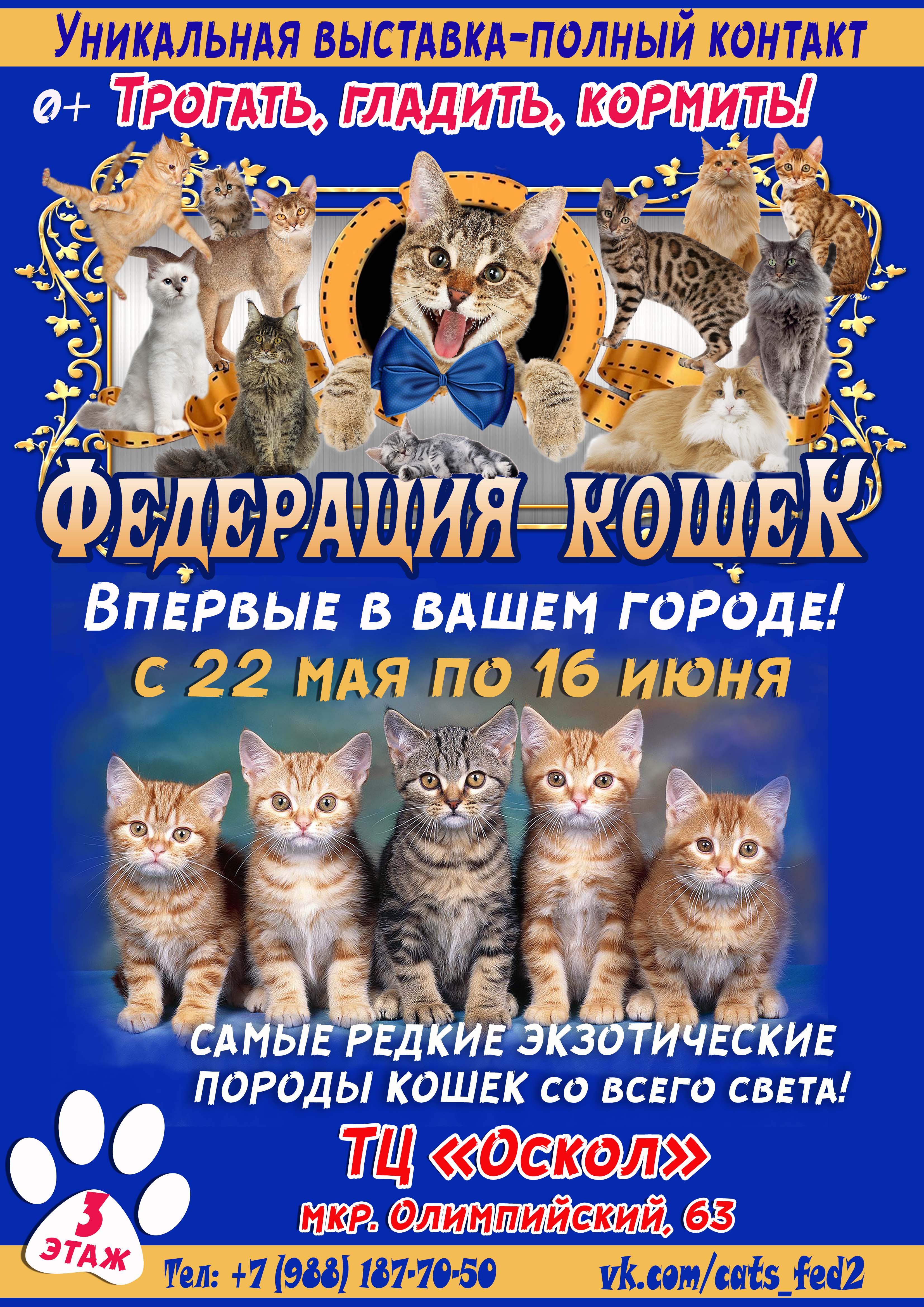 Передвижная зоовыставка котиков и кошечек в Старом Осколе