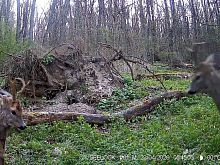 Драку косуль в белгородских лесах засняла фотоловушка