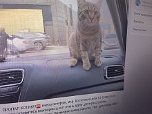 В Белгородской области кошек теряют чаще, чем собак