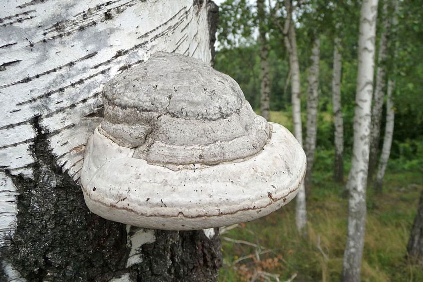 Старооскольские школьники изучили роль трутовых грибов, как индикаторов лесной экосистемы