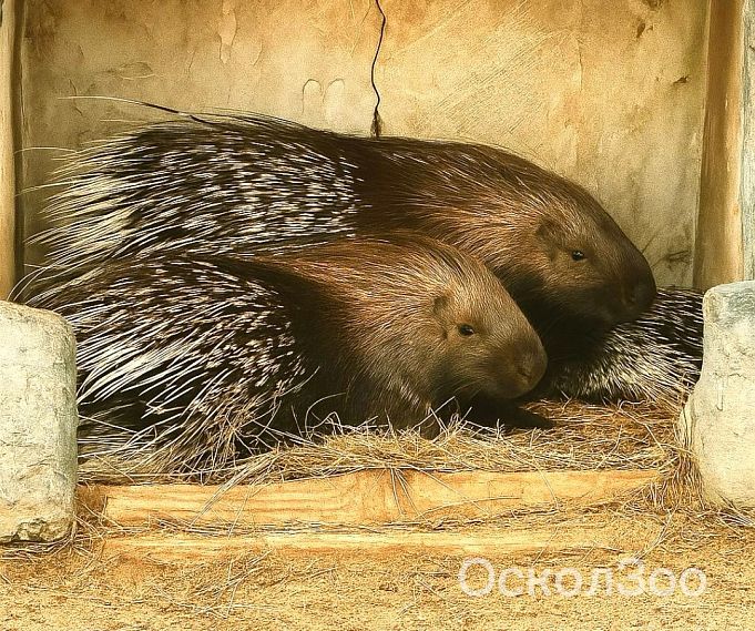 Старооскольский зоопарк предлагает горожанам выбрать имя для малыша-дикобраза