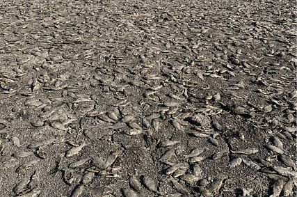 Староосколец перекрыл ручей и погубил более трёх тысяч карасей