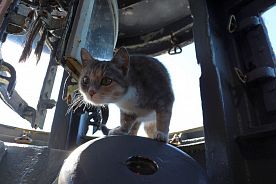Военно-морская кошка и глубоководные котята