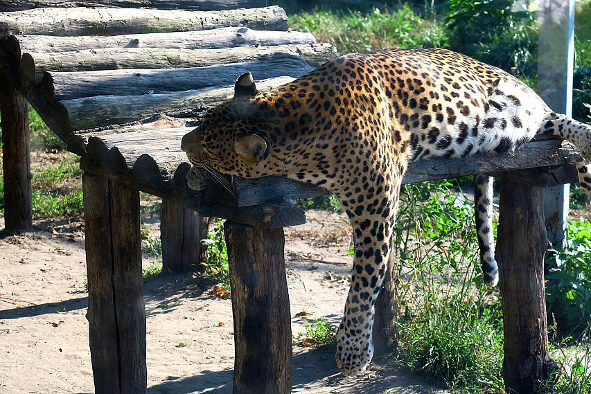 Старооскольский зоопарк собирает мнения посетителей