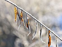 Экстренное предупреждение о заморозках в Белгородской области выпустило МЧС