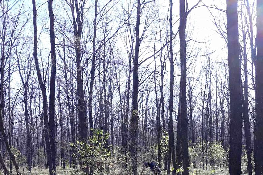 Нашествие гусениц на лес возле Дмитриевки: кадры из фильма ужасов?