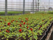 В Старом Осколе высадят 424 тысячи цветов – петунии, бархатцы, сальвии и герани