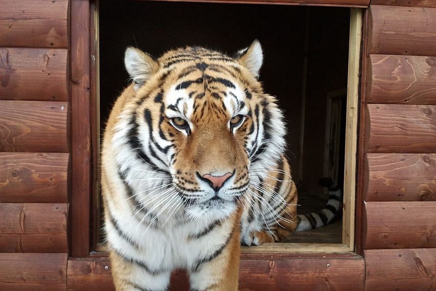 В старооскольском зоопарке ждут тигра Барсика из Тверской области