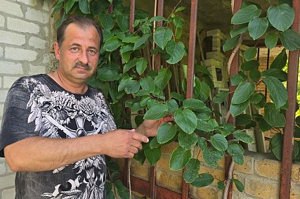 Проверено на себе: староосколец смог вырастить актинидии на своём участке