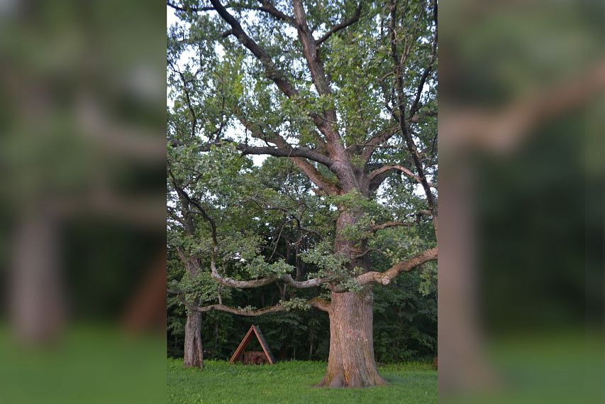 Еще один могучий дуб Белгородской области претендует на звание «Российское дерево года»