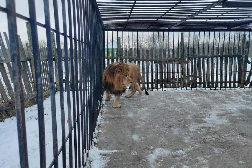 Конфискованного в Анапе африканского льва передали в Старооскольский зоопарк