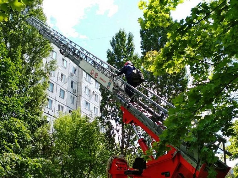 В Старом Осколе сотрудники МЧС спасли кошку, застрявшую на дереве