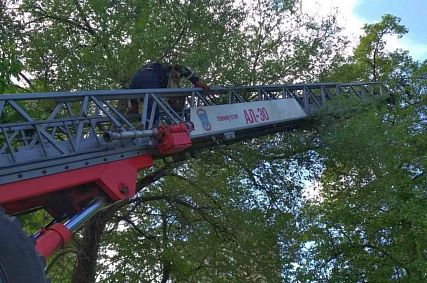Старооскольские пожарные сняли котёнка с дерева