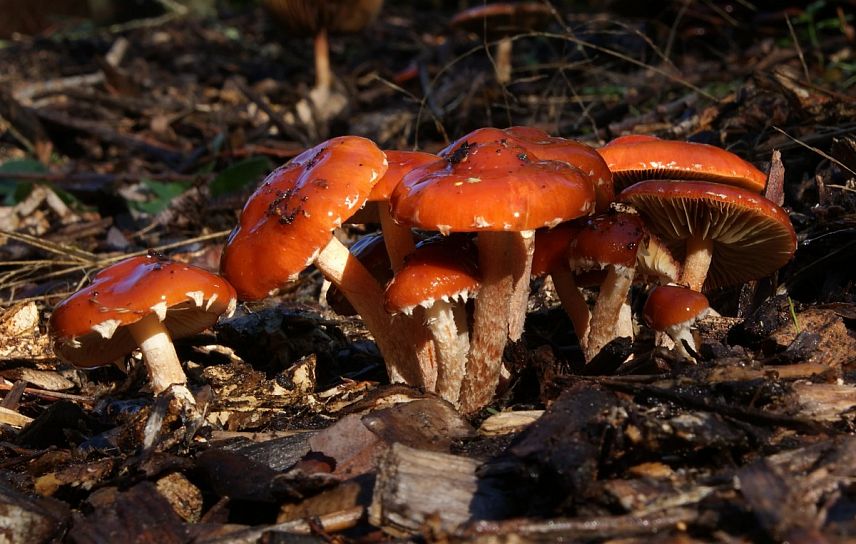 Белгородские съедобные грибы