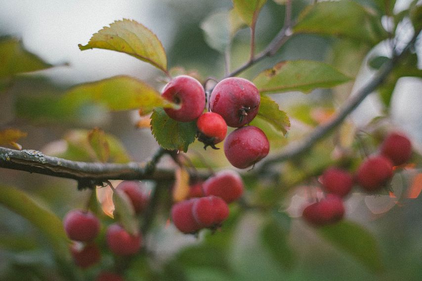 В Белгородской области садоводы соберут 34,5 тысячи тонн яблок
