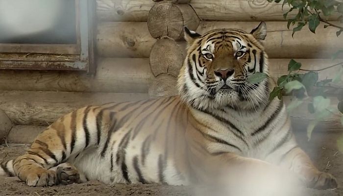 Тигр Барсик переехал в Старооскольский зоопарк