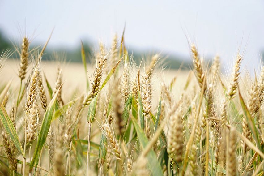 Урожай в 3 миллиона тонн зерновых собрали с полей Белгородской области