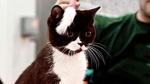Международная выставка кошек