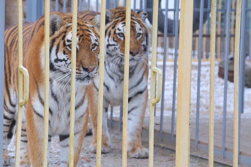 Компания «Металлоинвест» выделила средства на приобретение корма для двух тигров Старооскольского зоопарка