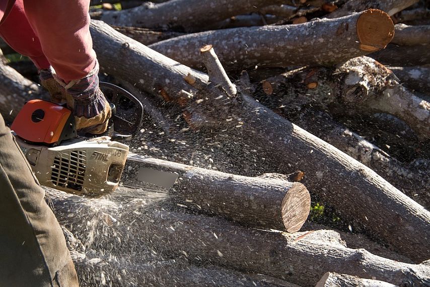 В Старом Осколе 40-летнего мужчину подозревают в незаконной вырубке 150 деревьев