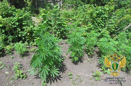 Староосколец вовлёк жену и тёщу в выращивание конопли