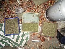 Двух братьев из Старого Оскола осудили на 10 и 11 лет строгого режима за производство марихуаны