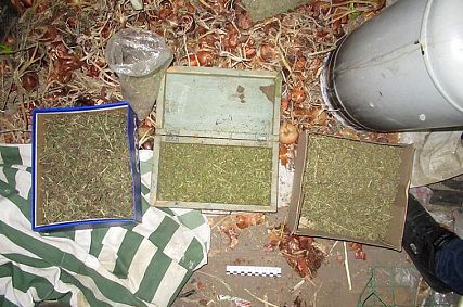 Двух братьев из Старого Оскола осудили на 10 и 11 лет строгого режима за производство марихуаны