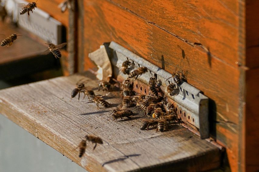 Причиной массовой гибели пчёл в регионе стало отравление пестицидами