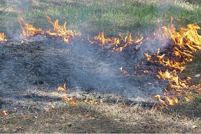 В Старооскольском округе начала гореть трава