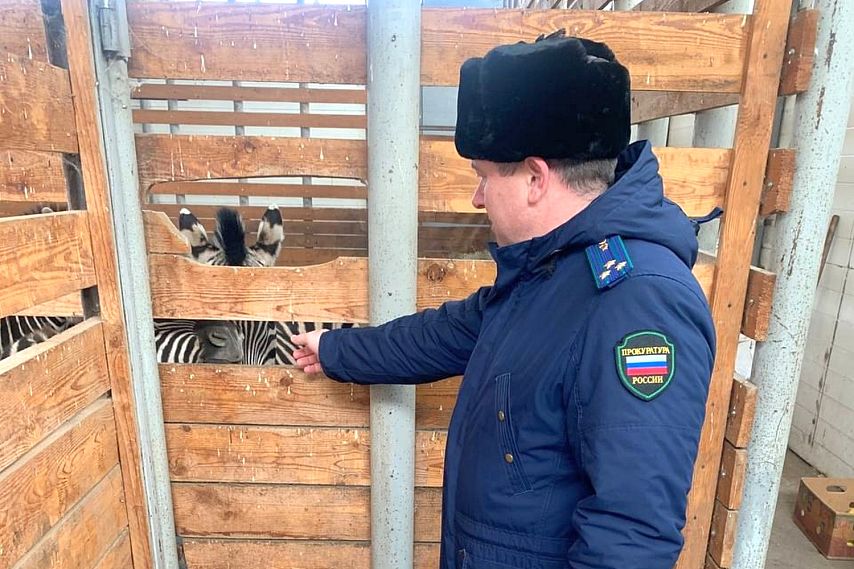 Многочисленные нарушения нашли в старооскольском зоопарке после гибели зебр 
