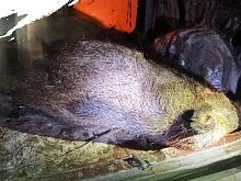 Старооскольцу грозит уголовная ответственность за незаконную охоту в заказнике