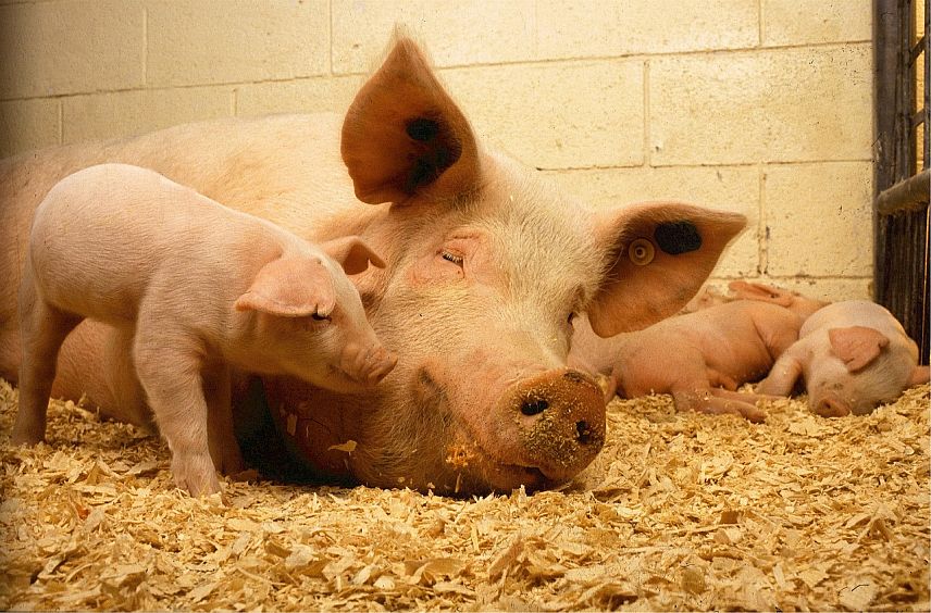 В Старом Осколе усилили контроль ввоза животных из-за африканской чумы свиней в Воронежской области
