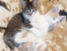 Котята оригинальной окраски