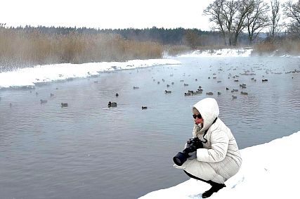 От лысухи до поганки: какие птицы зимуют на старооскольских реках 